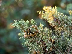 Juniperus phoenicea