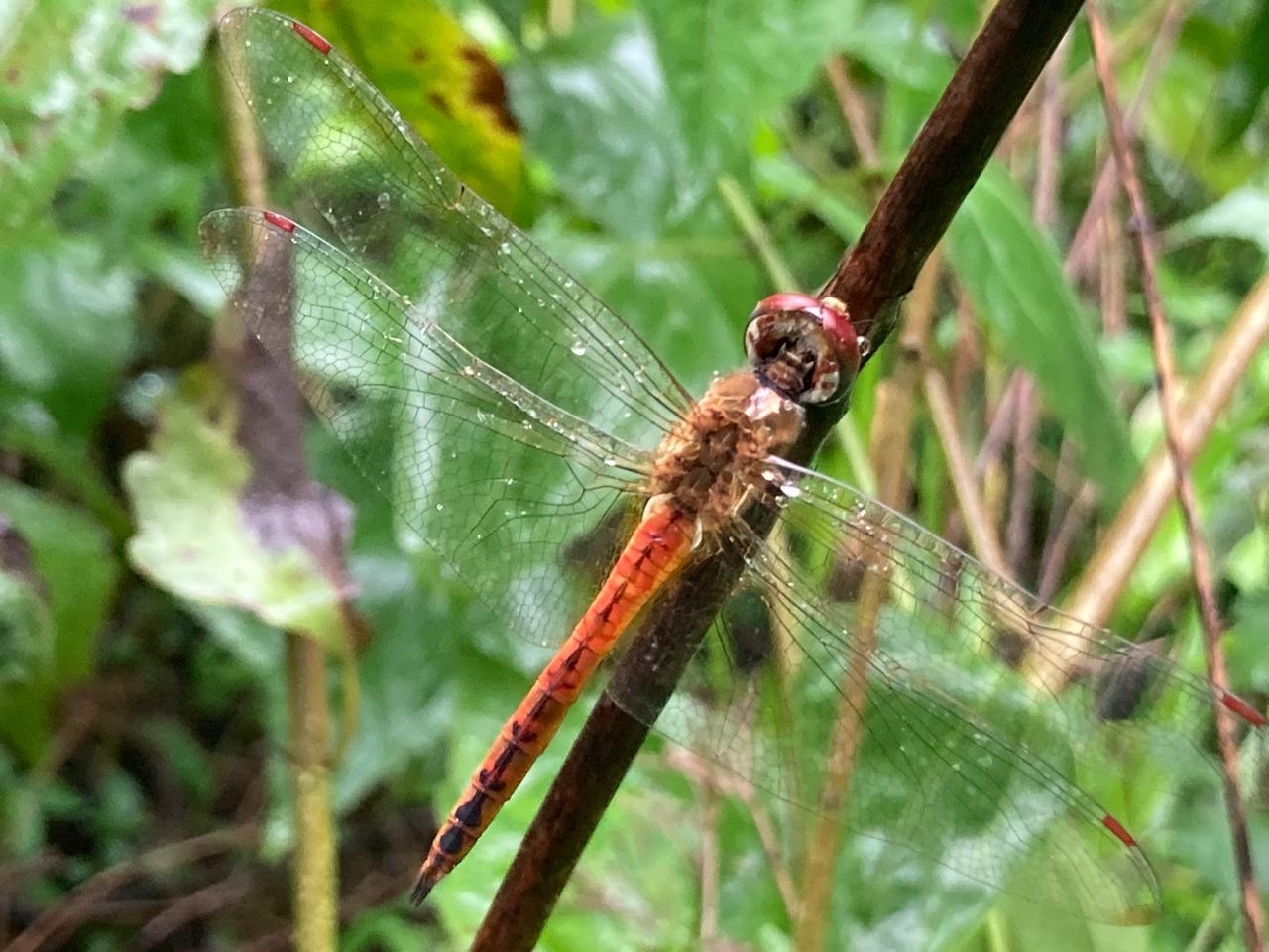 Globe Skimmer
