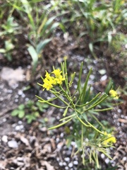 Erysimum cheiranthoides