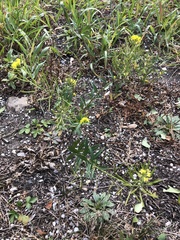 Erysimum cheiranthoides