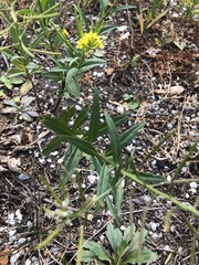 Erysimum cheiranthoides