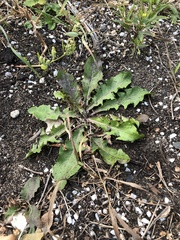 Taraxacum officinale