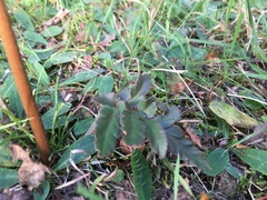 Sceptridium multifidum