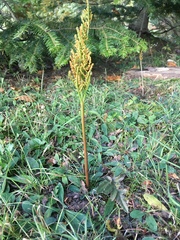 Sceptridium multifidum