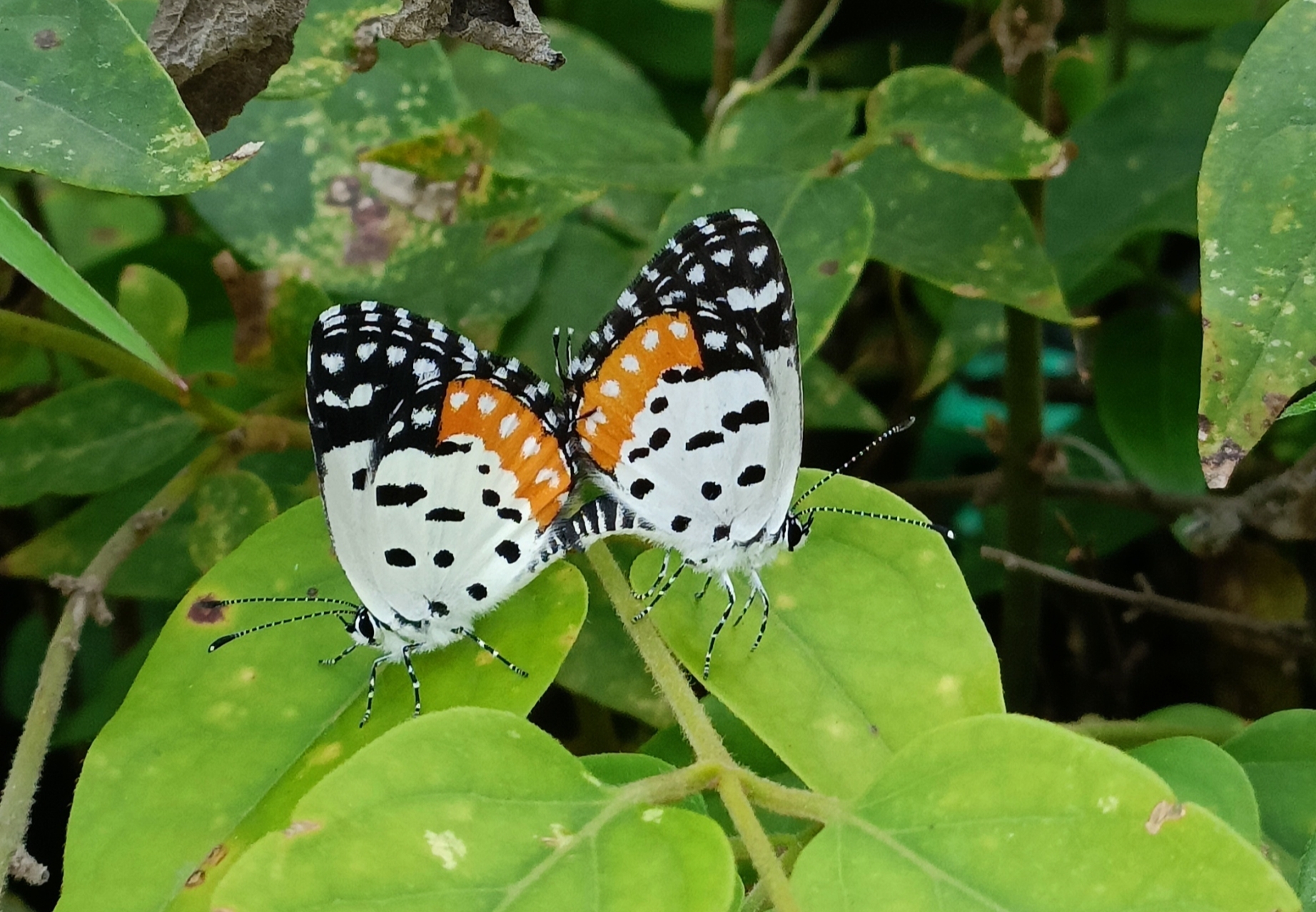 Red Pierrot