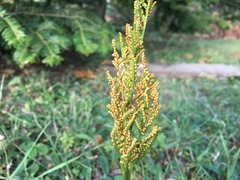 Sceptridium multifidum