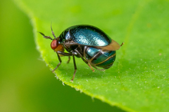 Spaniocelyphus cognatus