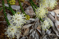 Microcybe multiflora baccharoides