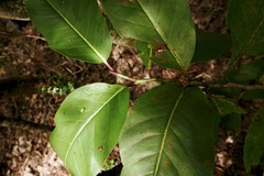Coccoloba swartzii