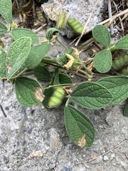 Cajanus scarabaeoides