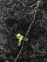 Cajanus scarabaeoides