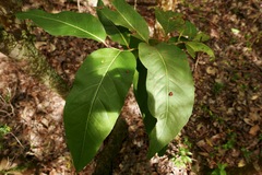 Coccoloba swartzii