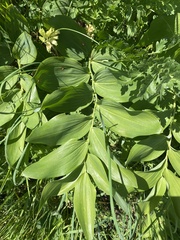 Polygonatum glaberrimum, photograph (c) Илья Руденко, some rights reserved (CC BY)