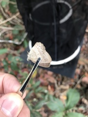 Paryphthimoides poltys