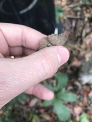 Paryphthimoides poltys