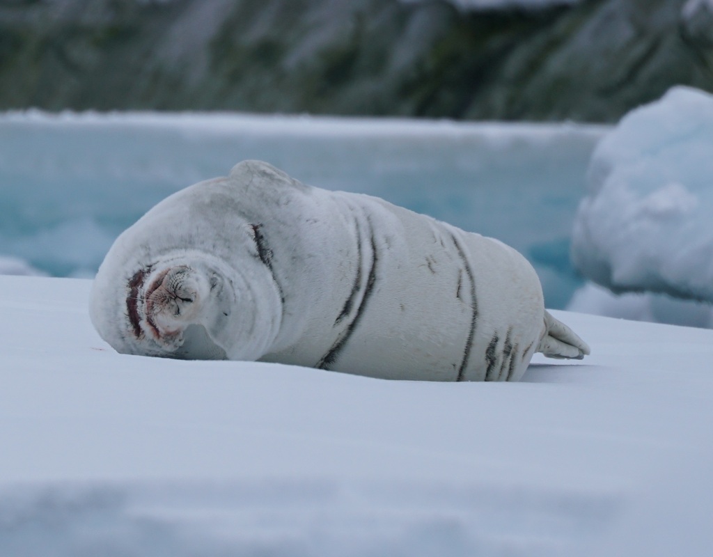 Crabeater seal resting on an ice floe with scars along its pale flank