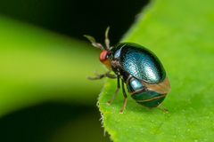 Spaniocelyphus cognatus