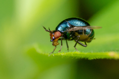 Spaniocelyphus cognatus