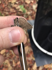 Paryphthimoides poltys