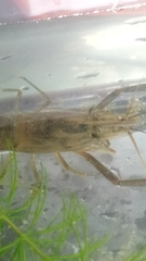 Macrobrachium asperulum