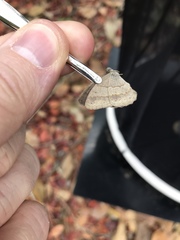 Paryphthimoides poltys