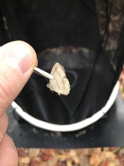 Paryphthimoides poltys