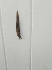 Limax maximus