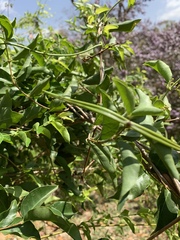 Secamone parvifolia