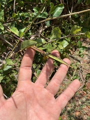 Secamone parvifolia