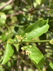 Secamone parvifolia