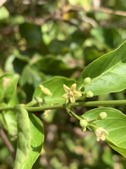 Secamone parvifolia