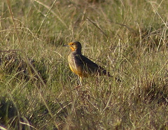 Macronyx capensis capensis
