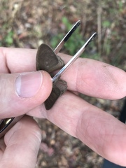 Nhambikuara cerradensis