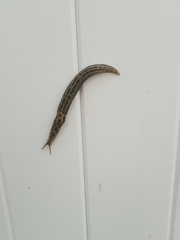 Limax maximus
