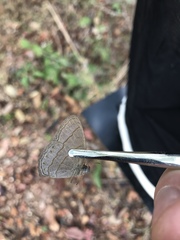 Nhambikuara cerradensis