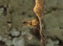 Cyclosa vallata