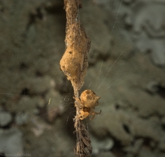 Cyclosa vallata