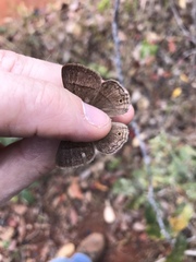 Yphthimoides patricia