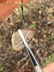 Yphthimoides patricia