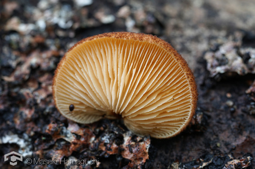 Crepidotus crocophyllus
