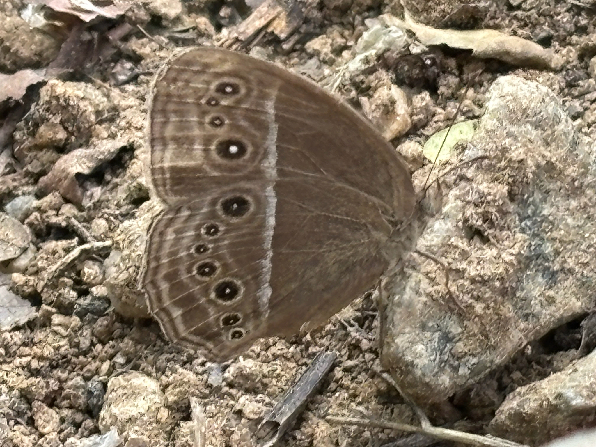 Common Bushbrown