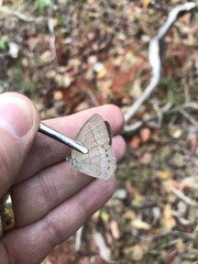 Nhambikuara cerradensis