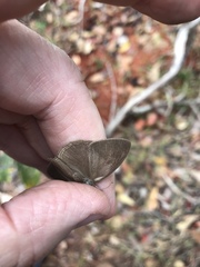 Nhambikuara cerradensis