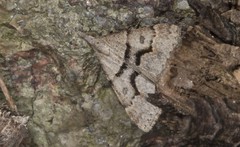 Dichromodes mesogonia