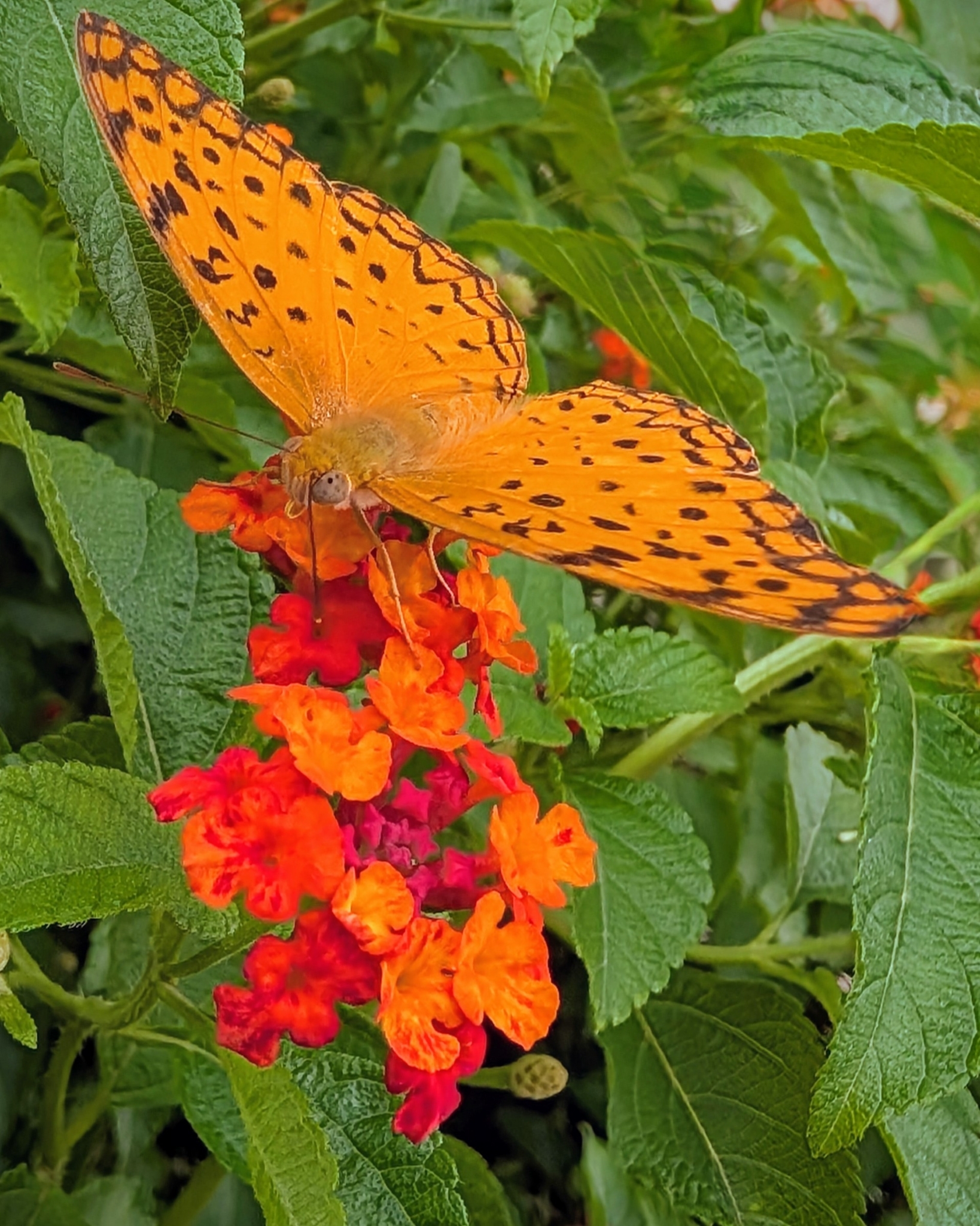 Common Leopard