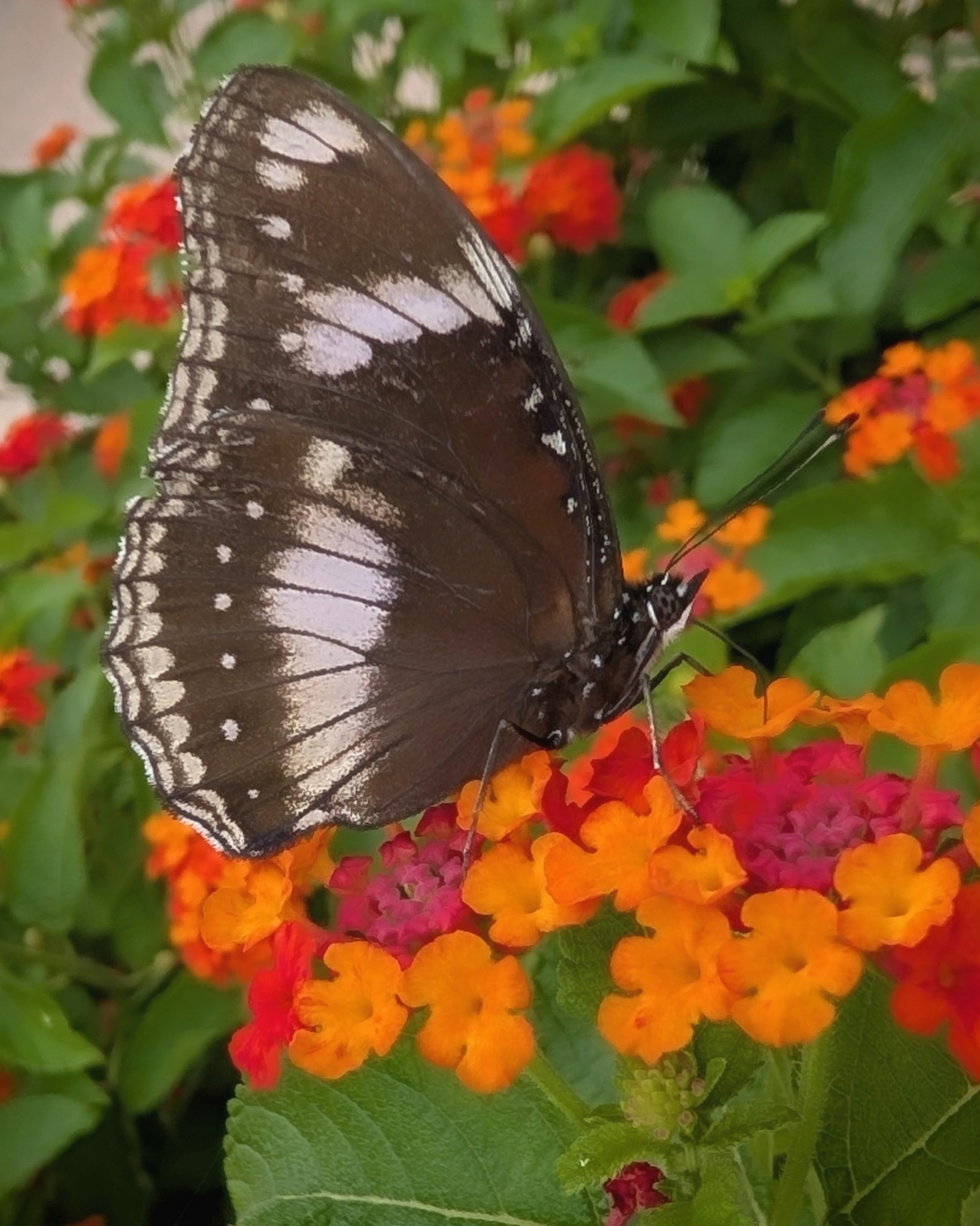 Great Eggfly
