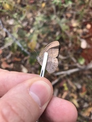 Nhambikuara cerradensis