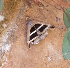 Grammodes congenita