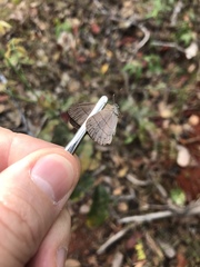 Nhambikuara cerradensis