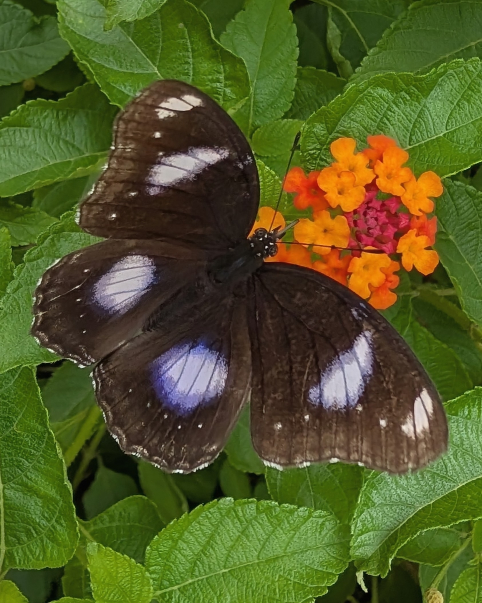 Great Eggfly